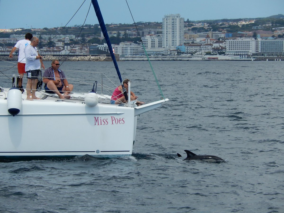 LsCatamarans's tweet photo. #Sailing services in #PontaDelgada #Azores,contact us 4 #Sunser #Private #InterIslands trips https://t.co/4Bdow2iEpB https://t.co/sQHyMFtViO