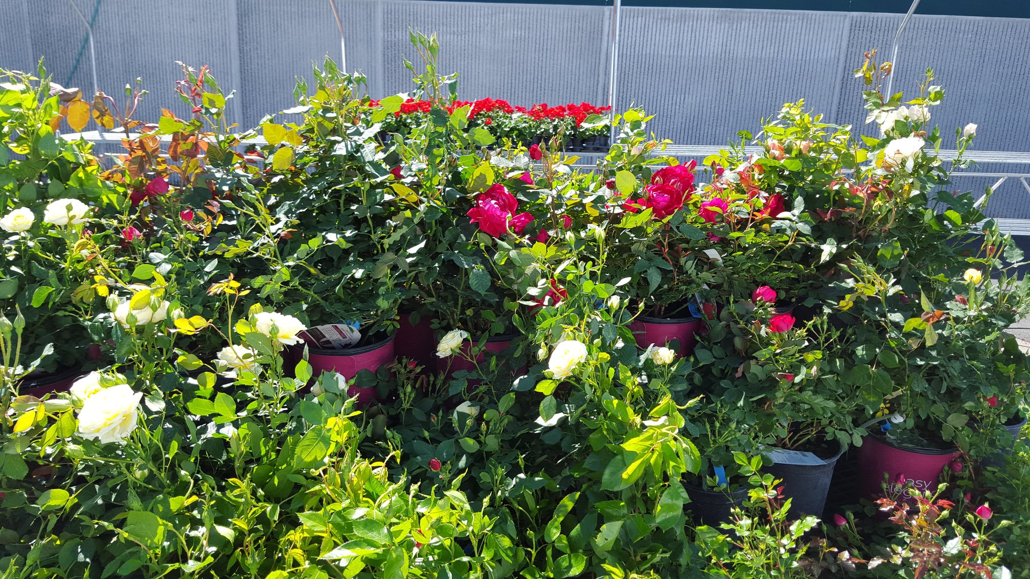 Reedsmarket (reedsmarket) / Twitter