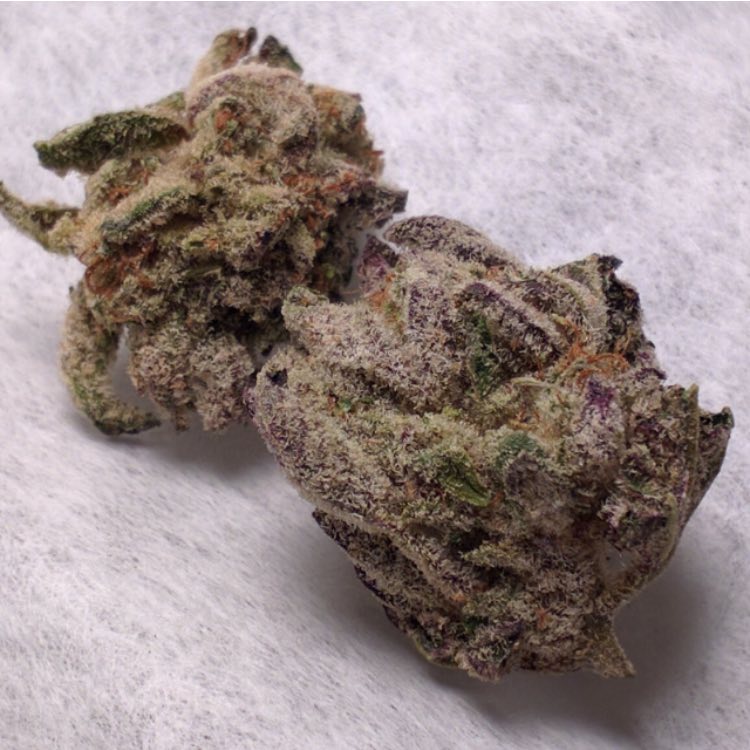 Place your order directly from our website and have it ship the same day . Visit saintmaryhouse.com