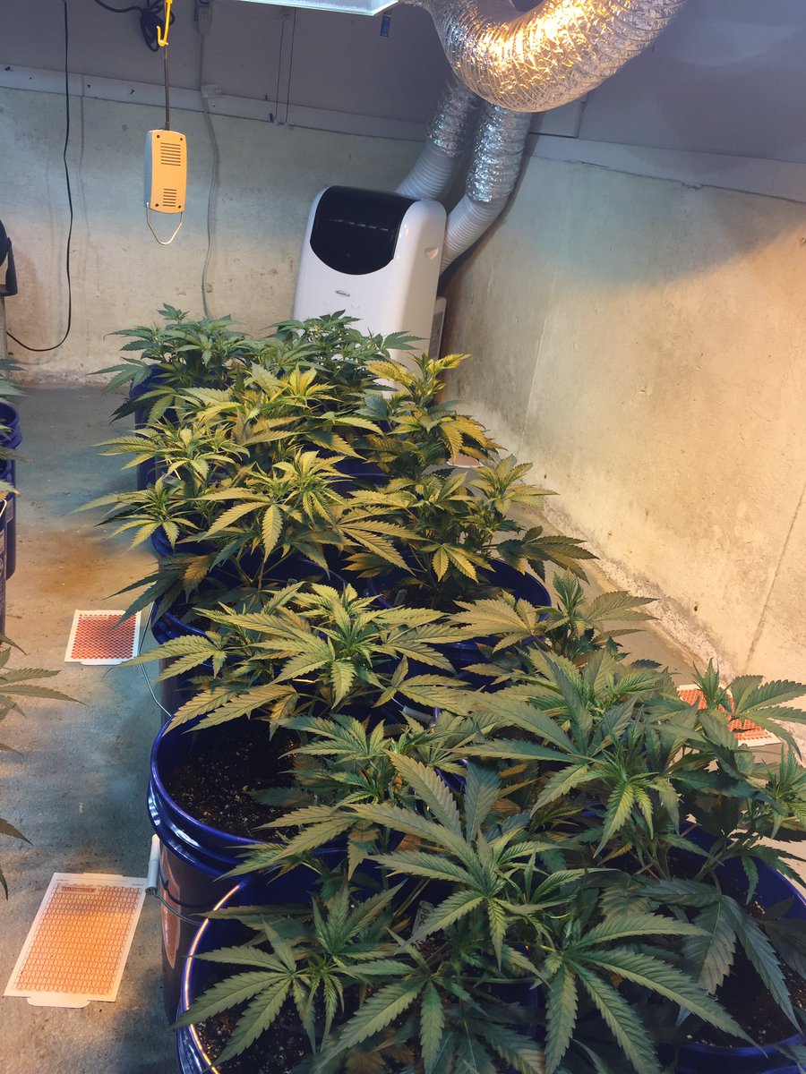 Plants looking great 👌🏼 flower right around the corner #cannabis #caregivers #soil #maine