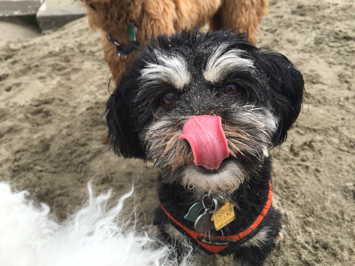 olliebearsf's tweet image. Teddy very patiently waiting for a treat