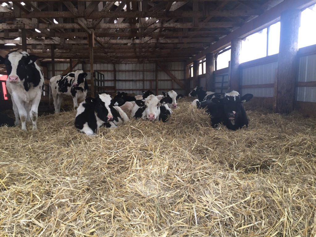 RadiantHolstein's tweet photo. Diamond (far right) and friends just chilling out #holsteinpassion #comfycalves https://t.co/6HW8Ajp2LZ
