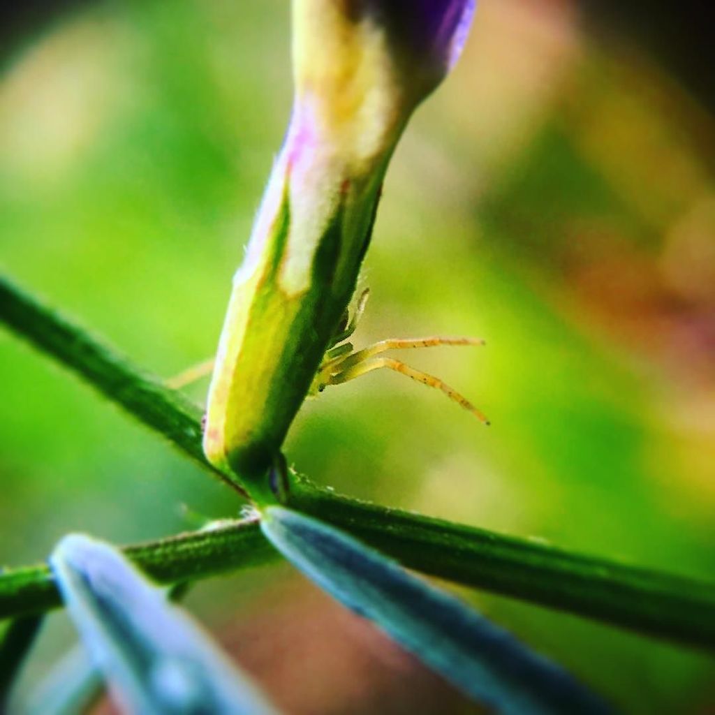 Axiile's tweet image. #hethinks #heishidden #notreally #probably #tooshy #or #just #teasing #hideandseek #spider… ift.tt/1rRBdk9