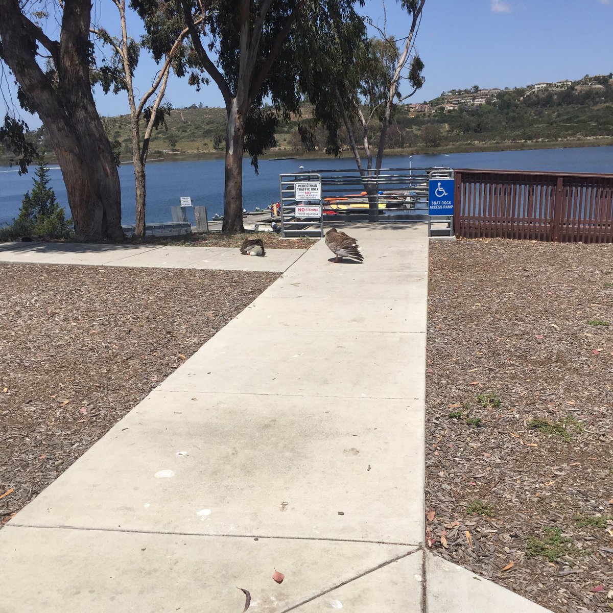 RealtyExpertsSD's tweet photo. Lake Miramar is beautiful this morning.  The geese are LOUD https://t.co/w7gkoaYA01