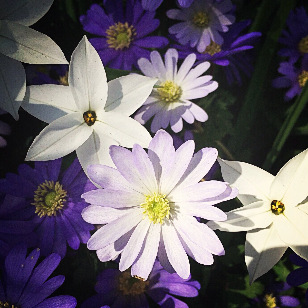 Anemone windflower 'blue star’; Anemone blanda 'Ingramii;
Spring Starflower #anemone #keukenhofgardens