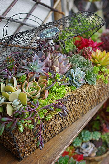 vcreekgarden's tweet photo. Recycled Wired Basket #Planter - https://t.co/SZCDgLXpi2
#Succulent #Upcycled #WiredBasket https://t.co/J8ivuCrCJZ