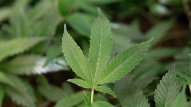 CP24's tweet image. Support for legalized marijuana remains high in Ontario: poll
cp24.com/news/support-f…