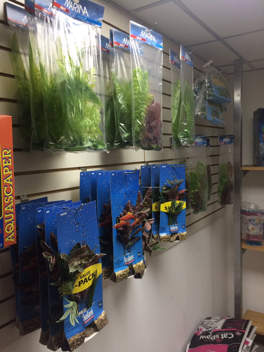 Visítanos y pregunta por las ofertas en acuariofilia #plantas #acuarios #Maracaibo <a href="/trafficMcbo/">traffic MARACAIBO</a>