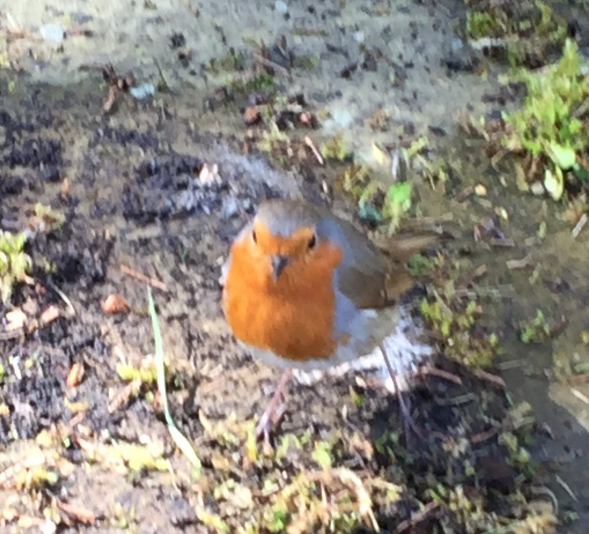 Teatours's tweet photo. Lovely day #Scotland Lovely #robin #bird #nature #scotspirit @ScottishBirding @welcomescotland @VisitScotland https://t.co/eKjpyAAqst
