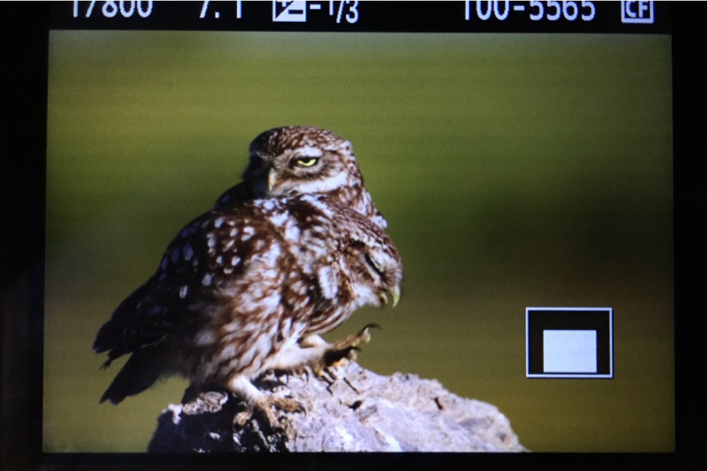 deepwildphoto's tweet photo. Stunning evening right now in the steppes #PLspring #owls #biodiversity @Photo_Logistics https://t.co/Aqpil0AGuZ