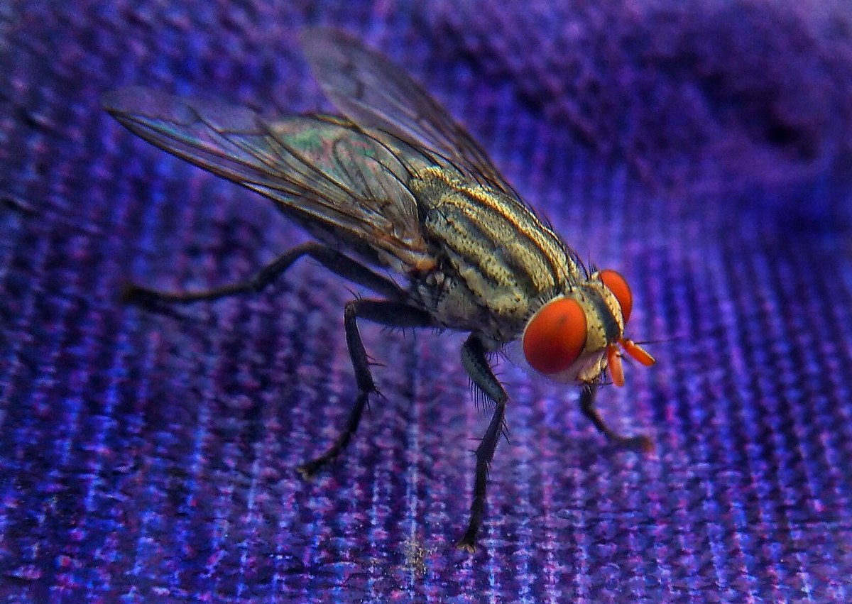 wisnubangun13's tweet photo. Fly...
Taken with Smartphone Camera @Andromax Qi add Biokular Lens 12,5
@pic4p @a_p_i_k @ci_malang
#ci_malang https://t.co/B7YxNuVV68