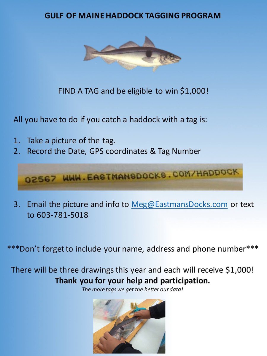Please help us get our tags back! #haddocktaggingproject