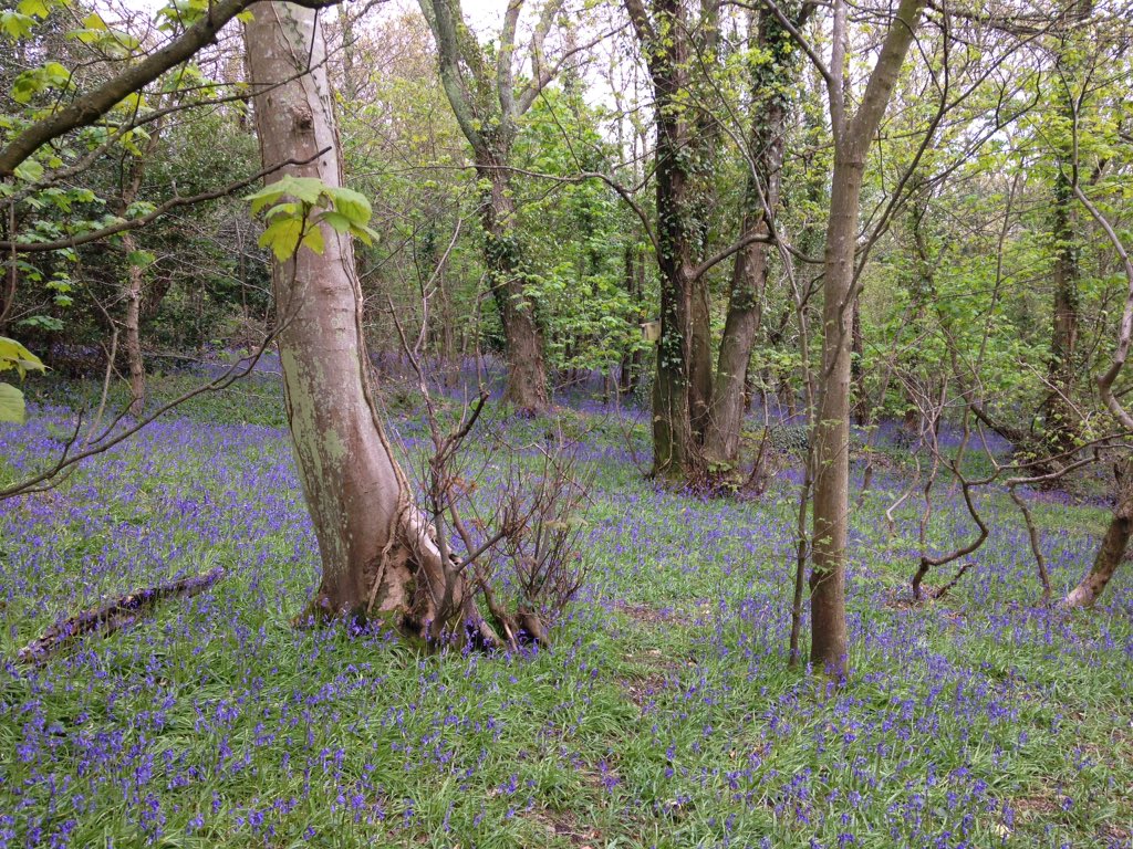 johngrattan01's tweet photo. Magical Bluebell wood next to Aberystwyth University https://t.co/uQoFoYOQXO