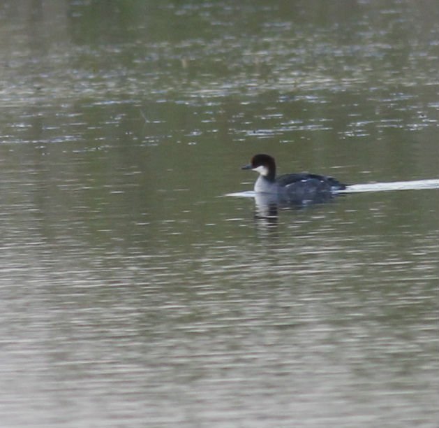 ellisethanfox's tweet photo. Patch (Wheldrake) highlights from April. Includes G-W Teal, Smew, Scaup and Whooper Swan! #PWC16 https://t.co/Rcf4XHyrDN