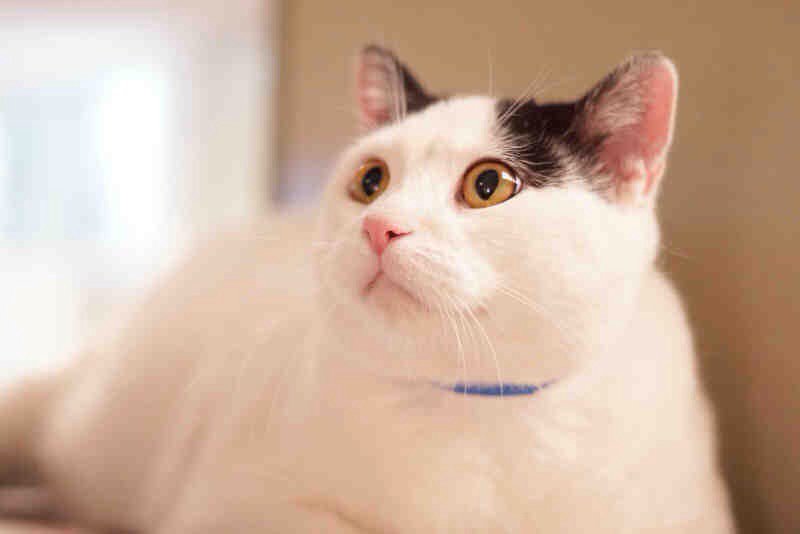 I am a neutered male,  blk/wht Domestic Shorthair mix. I weigh about 16 Lbs.  bit.ly/1VJ5dLf