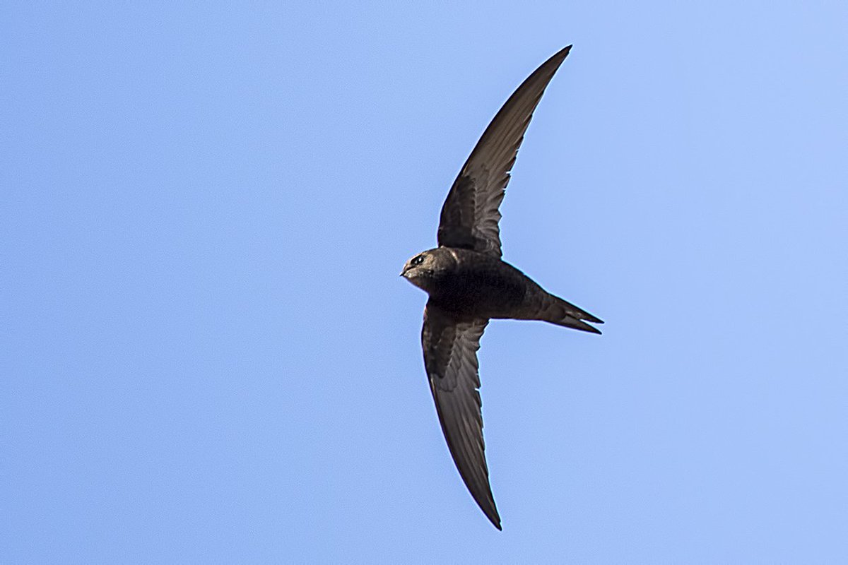 TrevWoodland's tweet photo. Swift 29/4/16 @RSPBMinsmere @Tory575France @PhilipMillns @suffolkwildlife @SaveourSwifts https://t.co/6pPtVfb49s