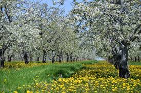 Very few things in this world look AND smell as amazing as apple blossoms in spring!  #apple #springishere #flowers