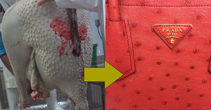 PETA just invested in … <a href="/Prada/">PRADA</a>?! Why PETA invested in a company that does this to ostriches: peta.vg/prada
