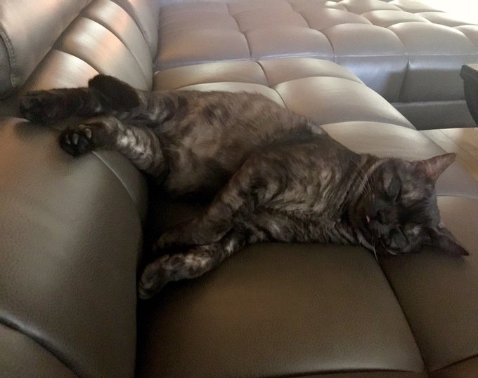 I feed My pussies a corn-free/grain-free diet only. Odin is already feeling better, My vet is awesome<a href="/tag/regal"class="tags"><span>#regal</span></a><a href="/tag/royalty"class="tags"><span>#royalty</span></a>