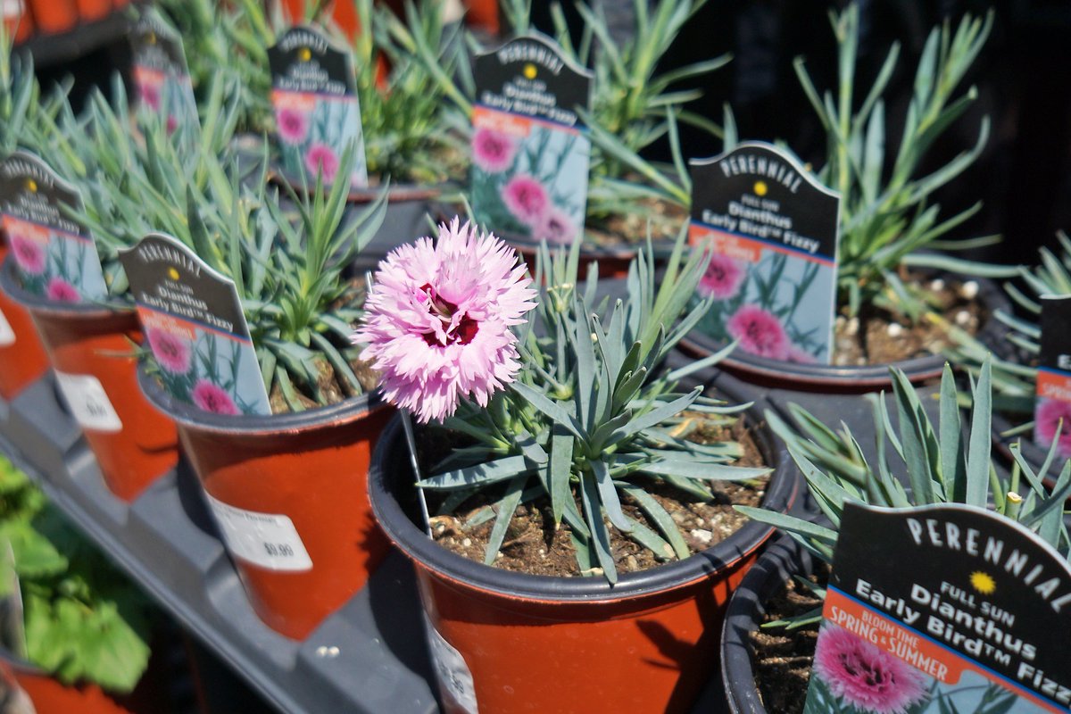 Don't forget: Tuesdays in May are SENIORS TUESDAY! 
15% off everything for anyone 65+ at Harper's on Tues! #HamOnt