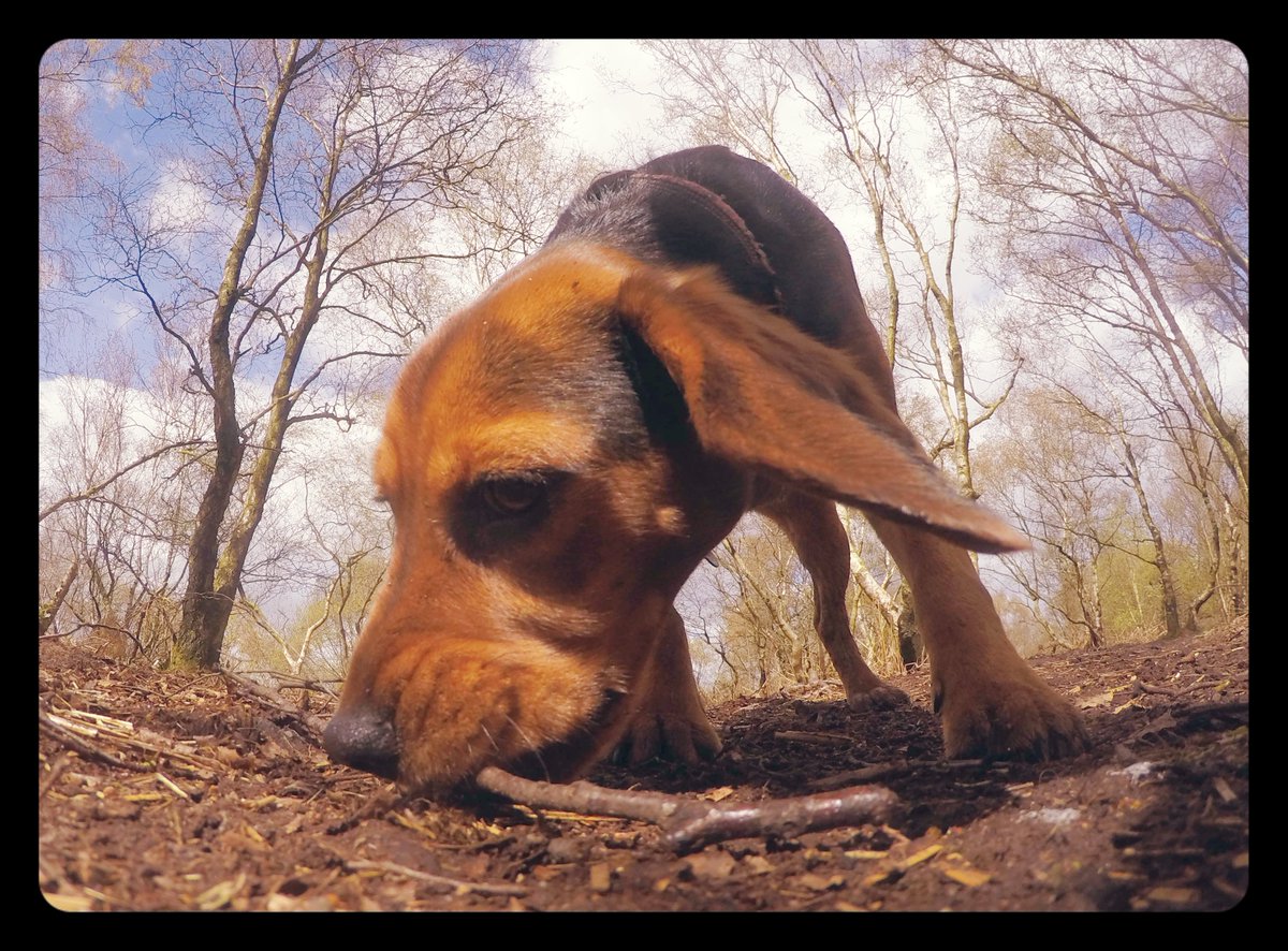 ValovinWil's tweet photo. #speagle #beagle #spaniel all types run on the HCF pack runs #holmfirth #cutedog #dogsoftwitter #dogphoto https://t.co/i1D1Zl96a9