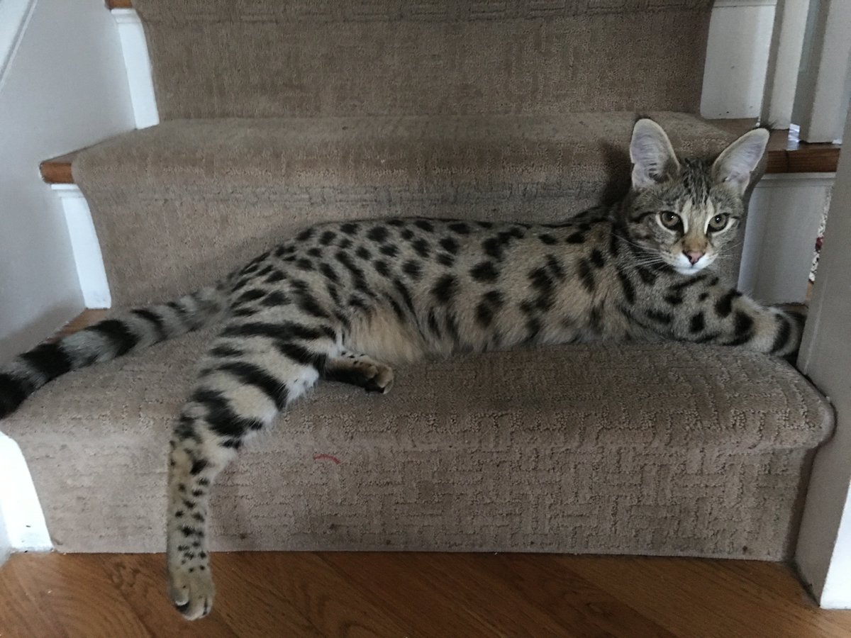 findlostcat's tweet photo. #LostCat
If you have seen Layla, please contact antonio at 917-975-0374. Last seen on Cedarwood rd. Stamford CT. https://t.co/br2yT9Dv9H