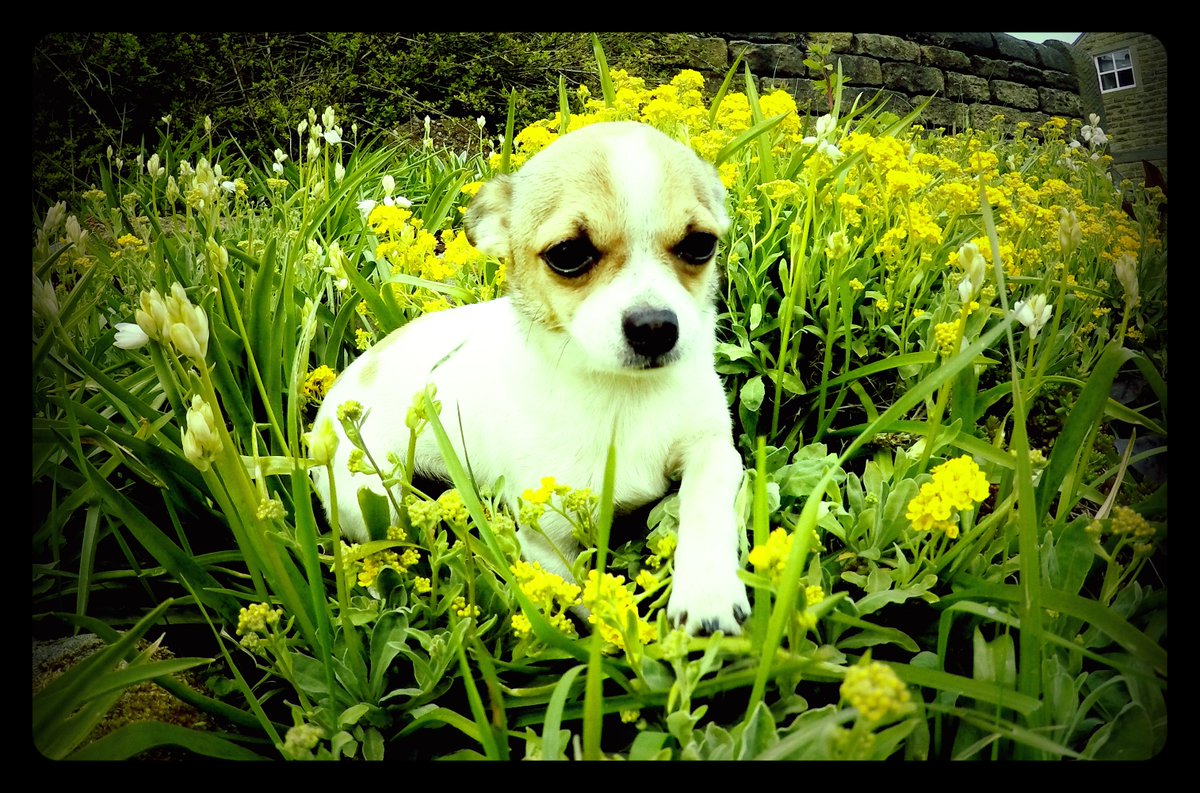 ValovinWil's tweet photo. #Chihuahua #cutedog #dog #dogsoftwitter joined HCF on a pack run today. Goes to show any dog is capable. 3 miles run https://t.co/SOtJ08syCd