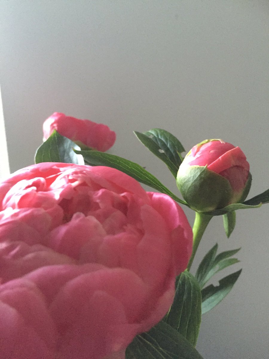 WKamsma's tweet photo. We leven mee en denken aan jullie #DianaKoster https://t.co/Rm0i7fiWl1