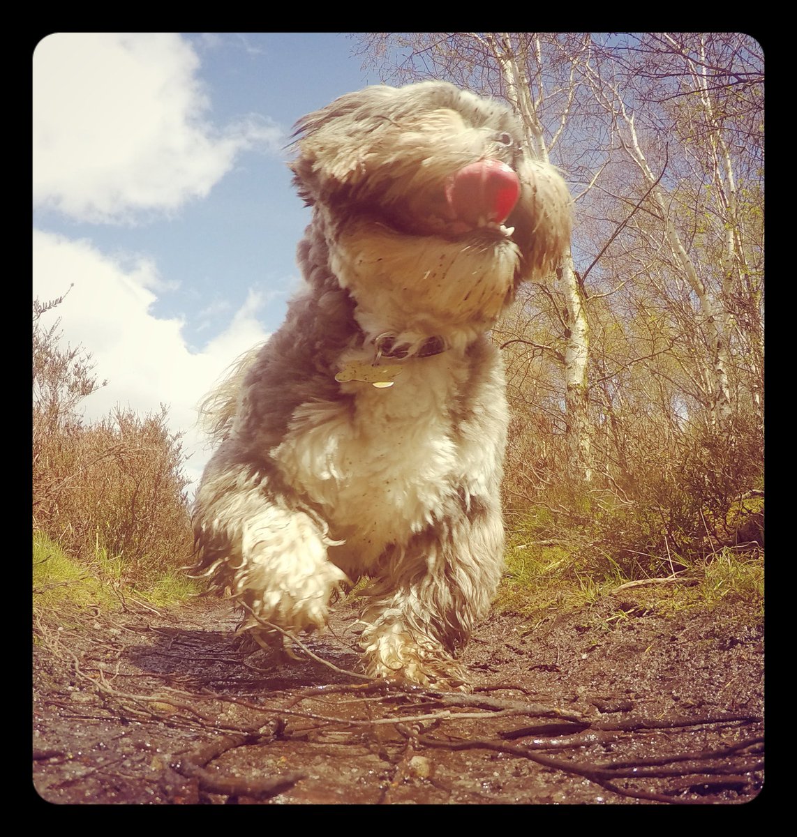 ValovinWil's tweet photo. All dog no matter type or size where out running with today. #dogsarebetterthanhumans #dogphoto #dogsoftwitter https://t.co/heW6AamdKA