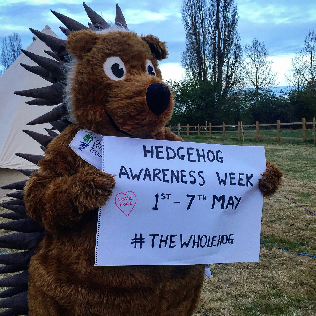WildlifeGadgets's tweet photo. @bantoftaccounts @Pensthorpe @hedgehogsociety @hedgehoghugh @EADT24 https://t.co/4HdPy57tFF