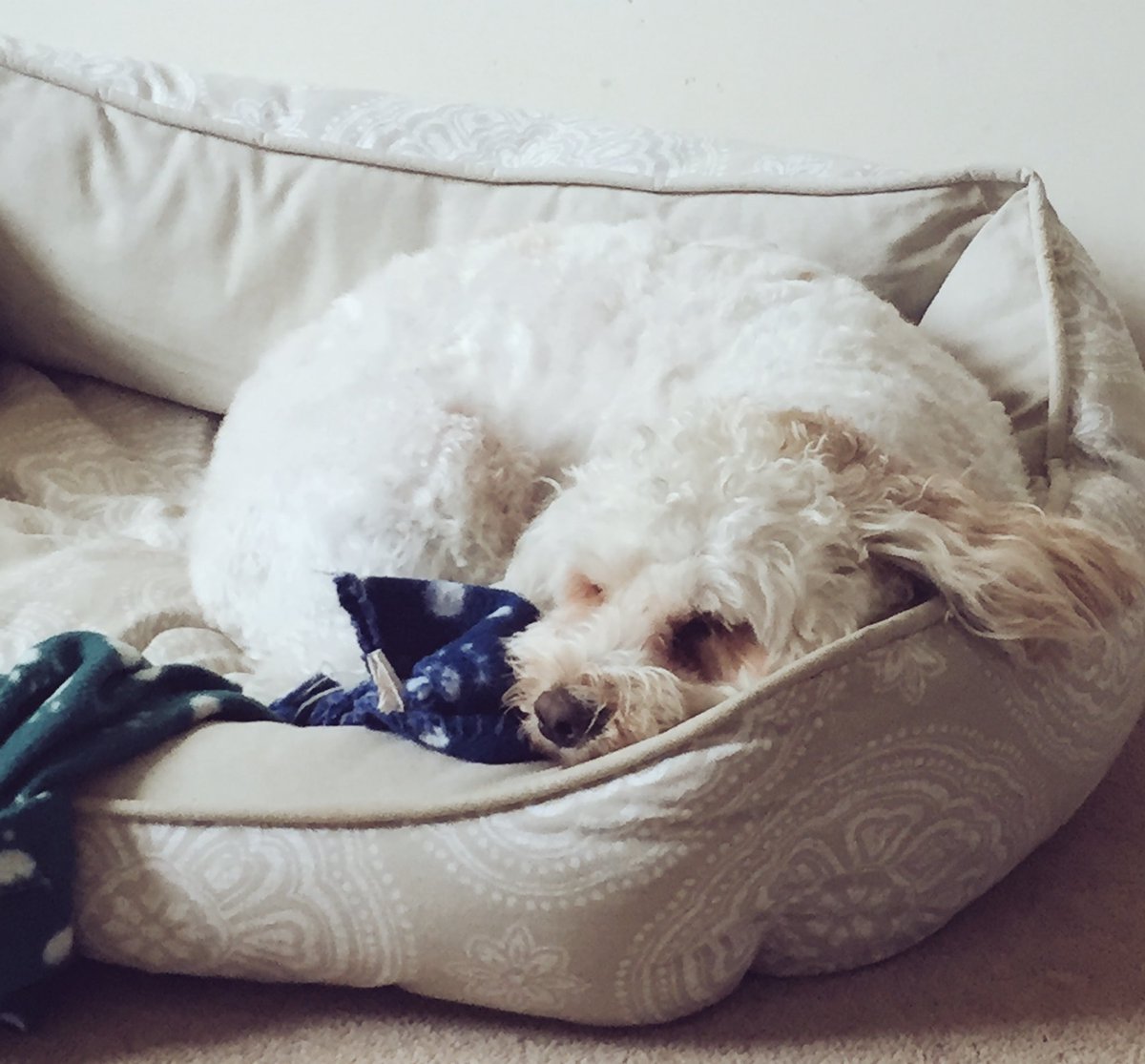 MerlinCockapoo's tweet image. Snuggled up in my bed. 🐶💤 #dogsoftwitter