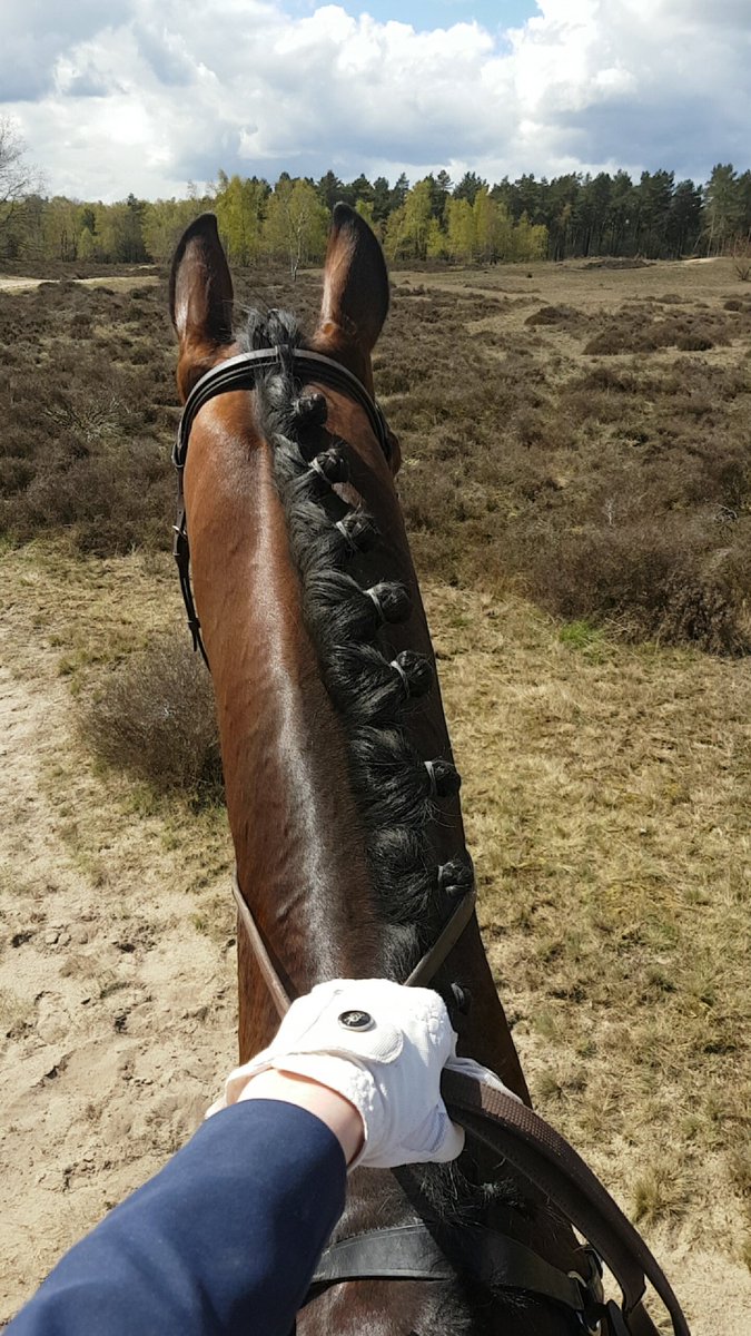 AnoukSlabbers's tweet photo. Na een succesvol concours in Kootwijk mag ook Wesley naar het Z1 dressuur https://t.co/xcWlJSnhUI