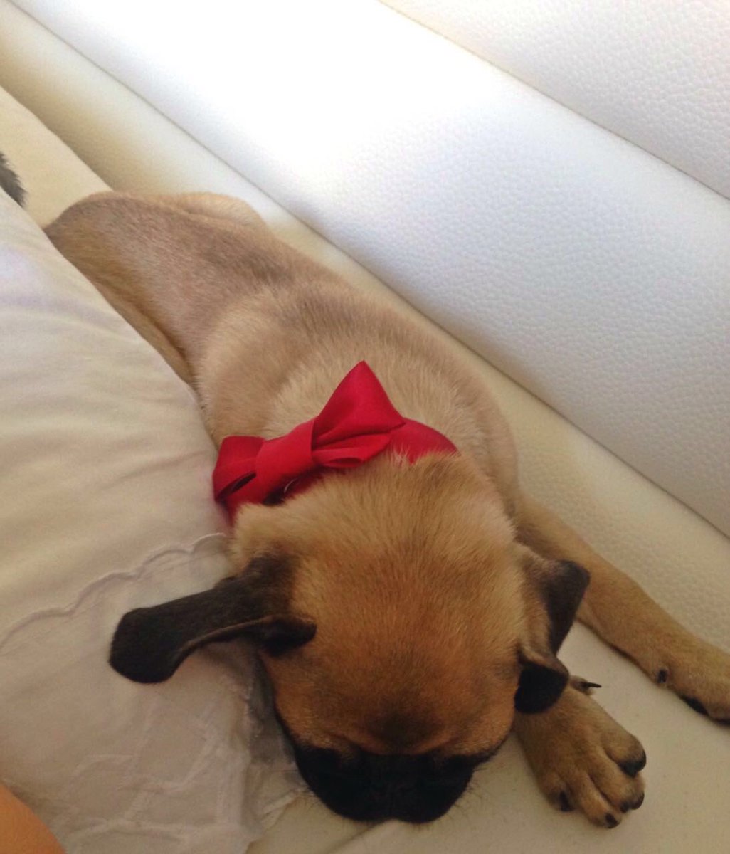 ortizvalentina8's tweet photo. mi primer baño ❤️🐾 #loamo #bongui 🐶 https://t.co/EyqPKujLvb
