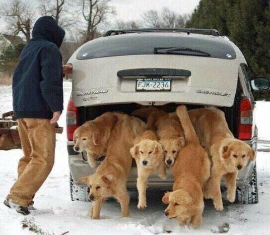 JusticeWillett's tweet image. Rafael Cruz—

🐶 knows who let the dogs out
🐶 refuses to come clean