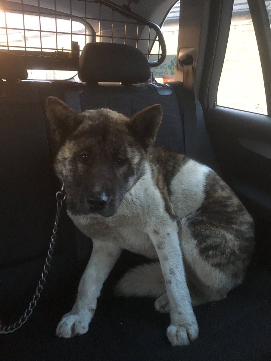WYP_RPU's tweet photo. Wakefield - dog found wandering on a dual carriageway, taken to a place of safety for a drink and food @WYPDogs https://t.co/dmaM43zAnt
