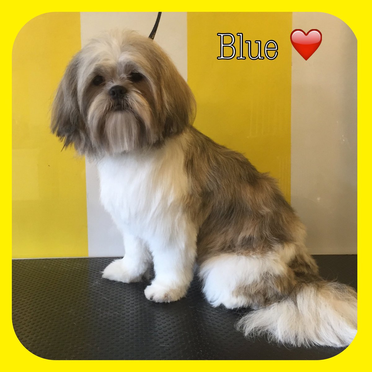 ThomasinsTidyTails tweet media