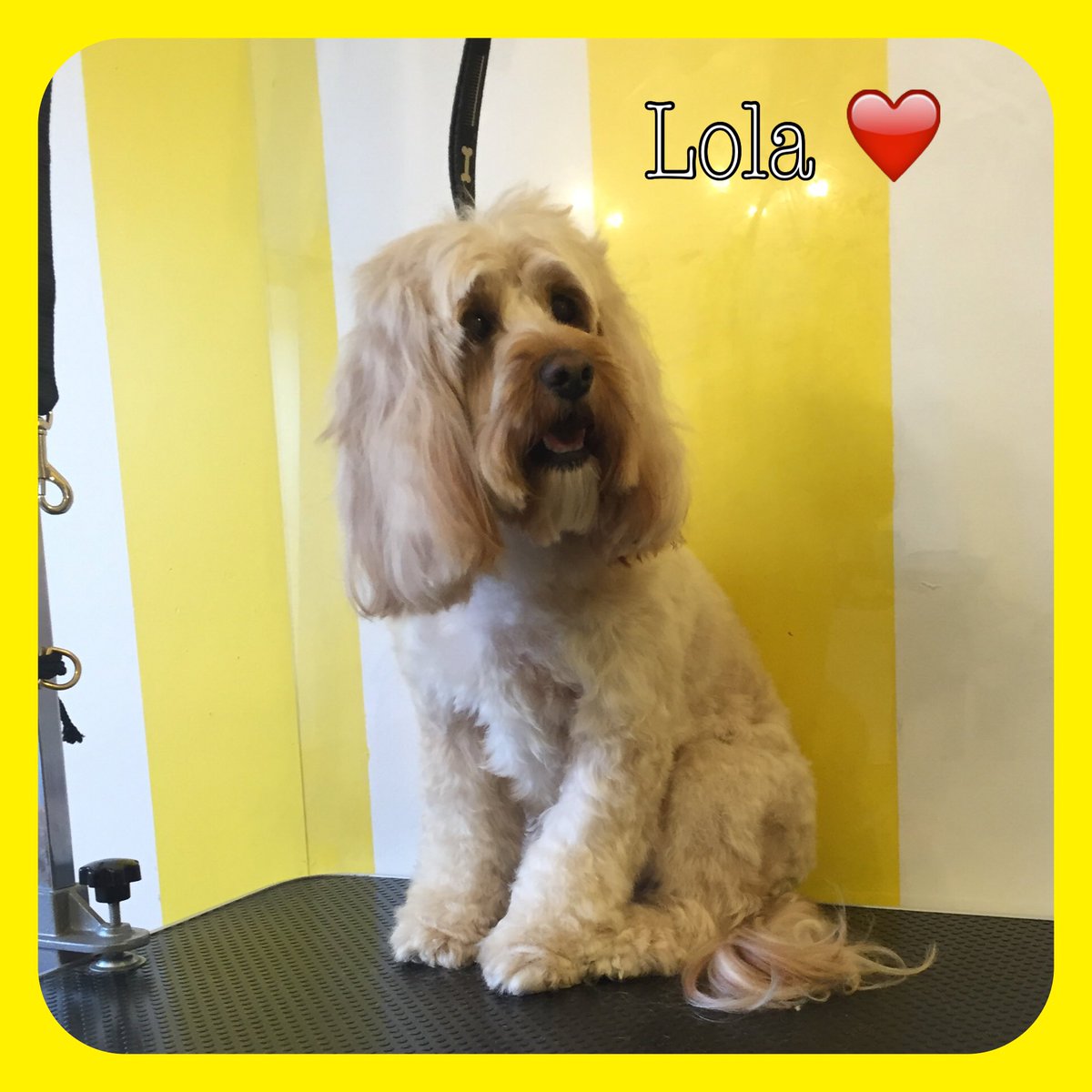 ThomasinsTidyTails tweet media