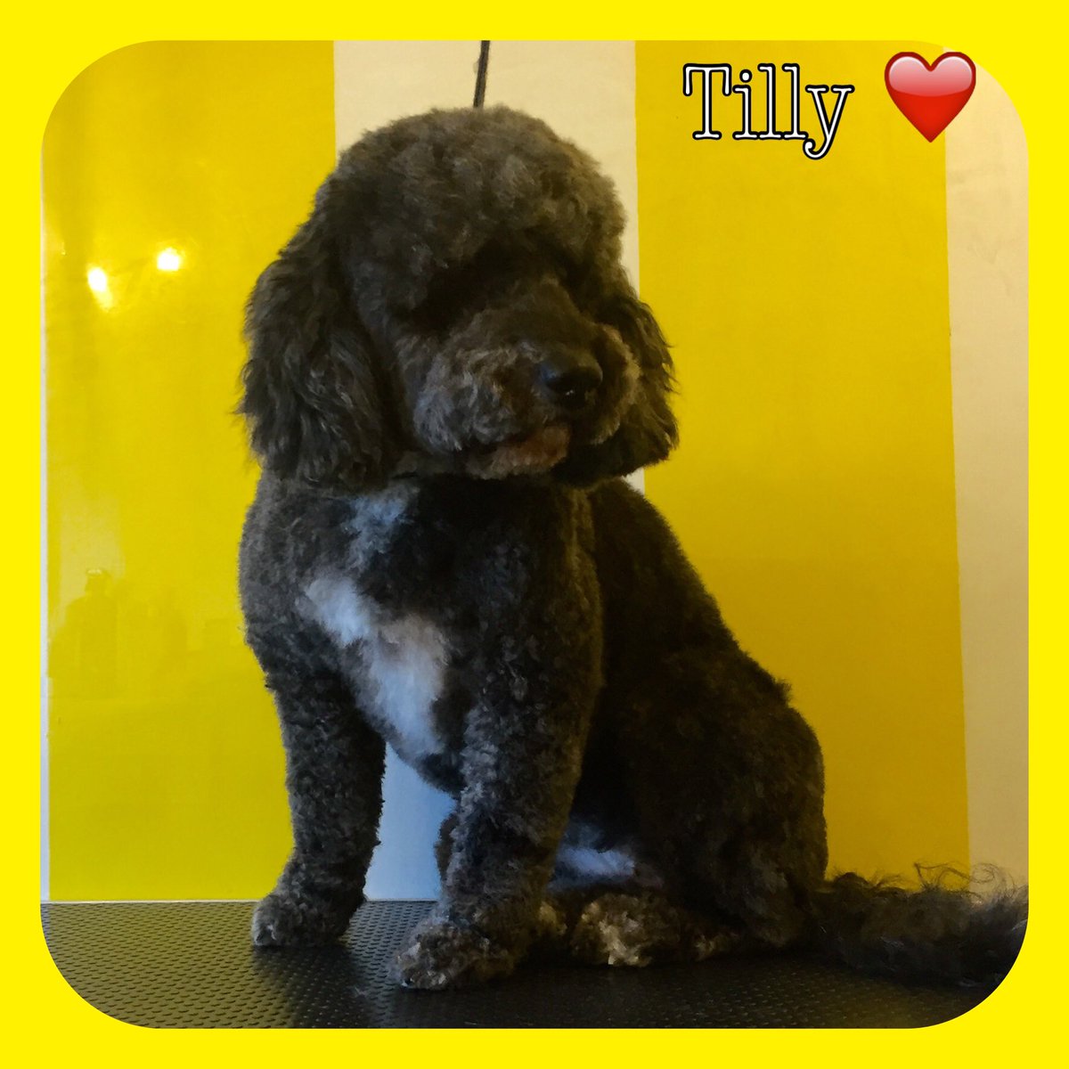 ThomasinsTidyTails tweet media