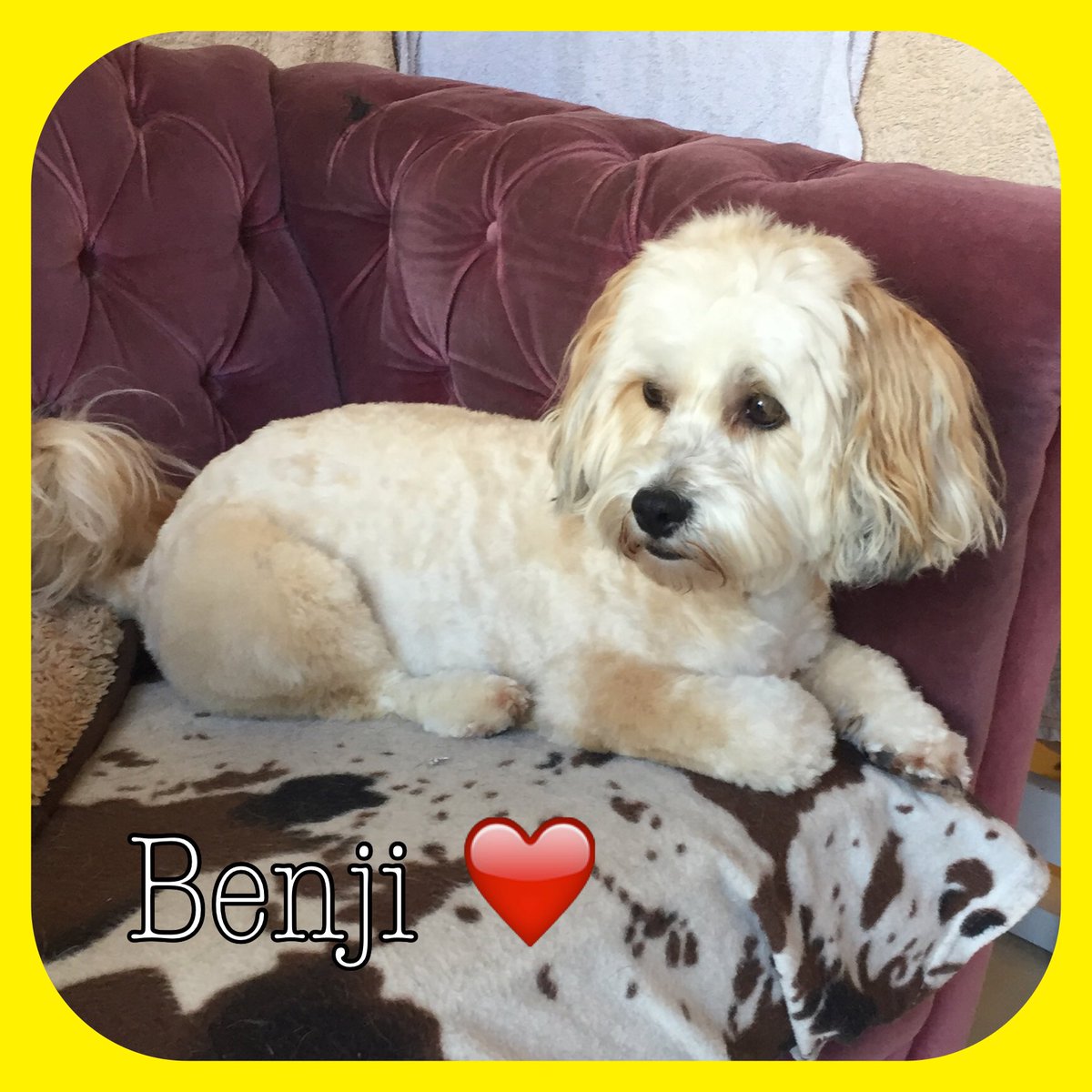 ThomasinsTidyTails tweet media