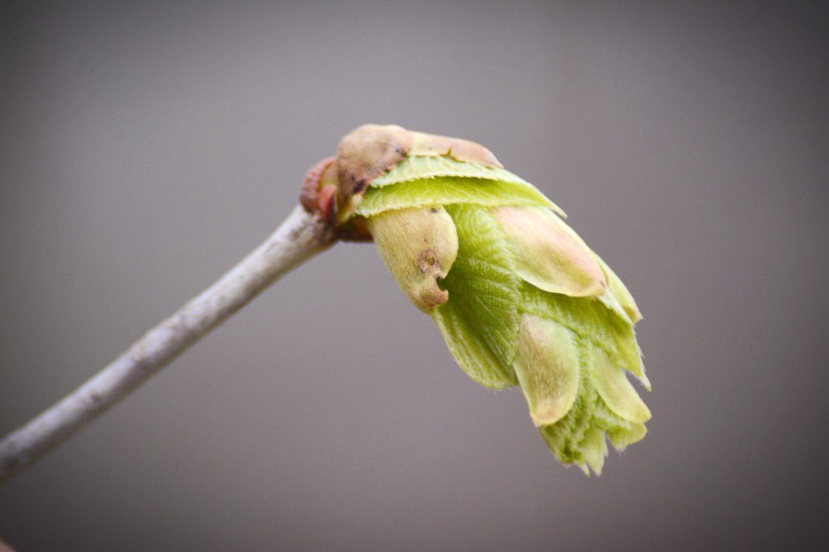 saracole's tweet photo. #ItsTimeToAppreciate how beautiful tree buds are as they are bursting! #Phenology #Basswood #Michigan https://t.co/CH06Z1GPaq