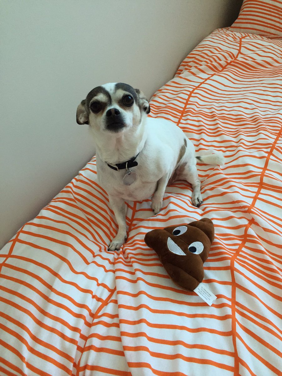 LaylaChihuahua's tweet photo. I got caught this morning playing with my poop in bed... https://t.co/gOHa2U3x9Y