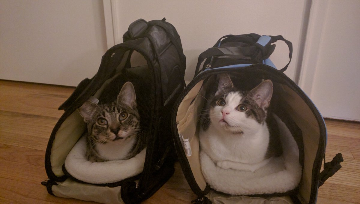 masaharic's tweet photo. Andy and Adam, "where are we going?" #catbros https://t.co/J5t96aZo9H