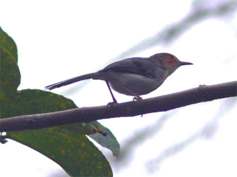 BIRD #2,676
Sao Tome Prinia
(Prinia molleri)