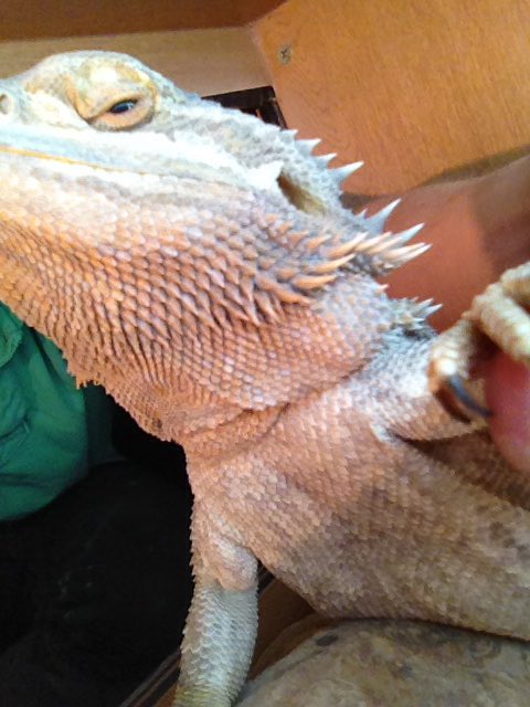 MoolayShibe's tweet photo. Moolay's brother Steve is taking over twitter 10PM-11PM!! #takeover #lizardtwitter https://t.co/RbxmVMkSKK