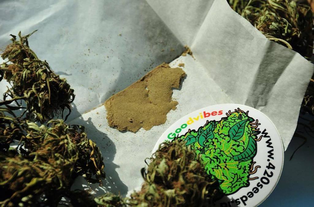 420seedsbank's tweet photo. #70u #drysift #goldenkush #highregular #dope #420time #lemony #diesel #sour #regular #dank… https://t.co/NbHbwPsJJ3 https://t.co/4WeUF7YJ5o