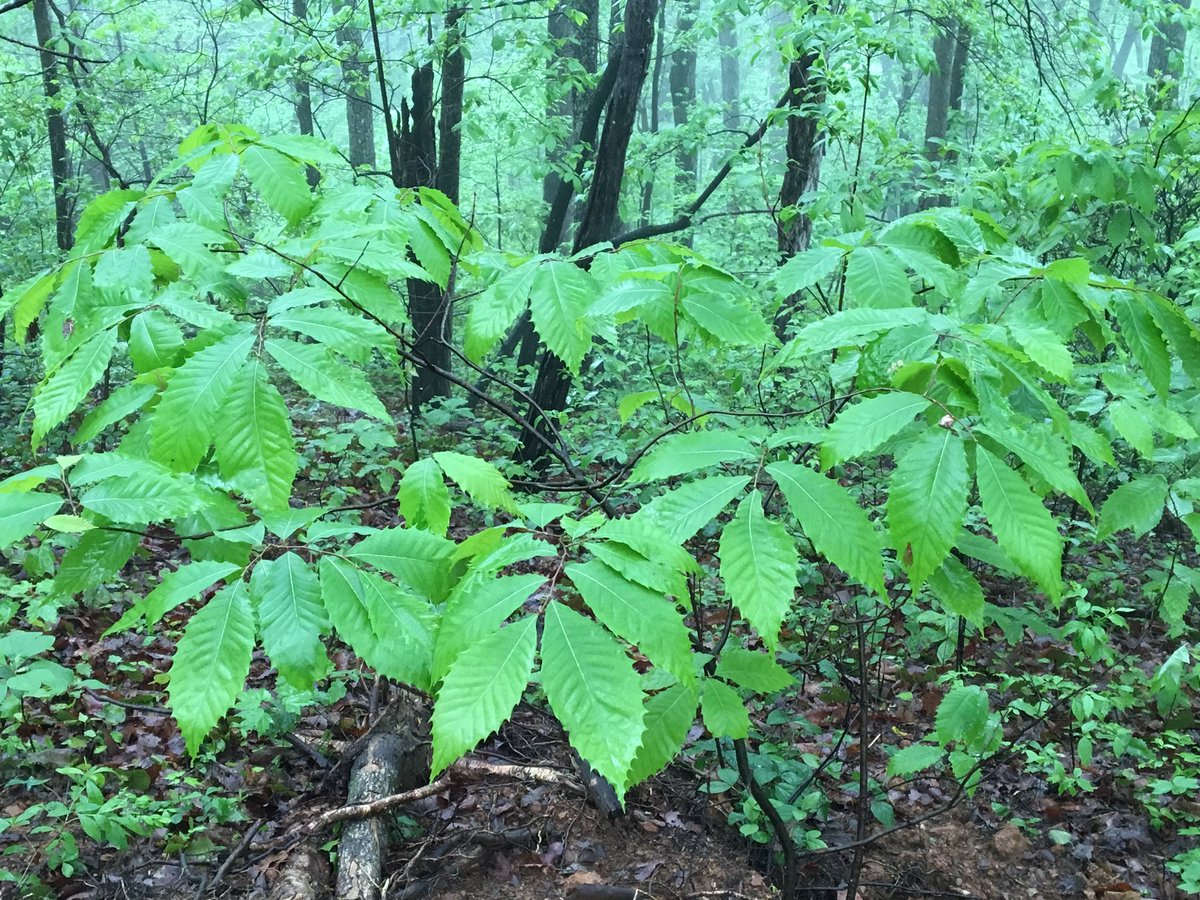 Gal Kusar on Twitter "Mount Ida Wilderness Area, 2016. Marion, NC…
