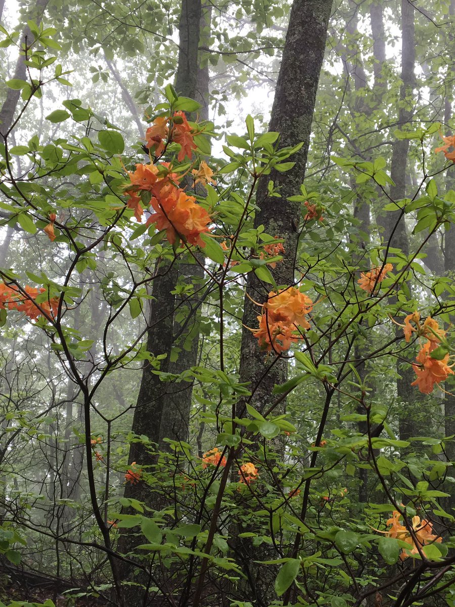 Gal Kusar on Twitter "Mount Ida Wilderness Area, 2016. Marion, NC…