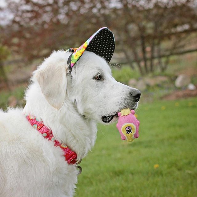carisummer1's tweet photo. https://t.co/7IzvZjJ72p looking fab in her unicorn and rainbow Doggy SuperVisors #maplefloral  #cutedog #dog https://t.co/xGGu1i9YKd