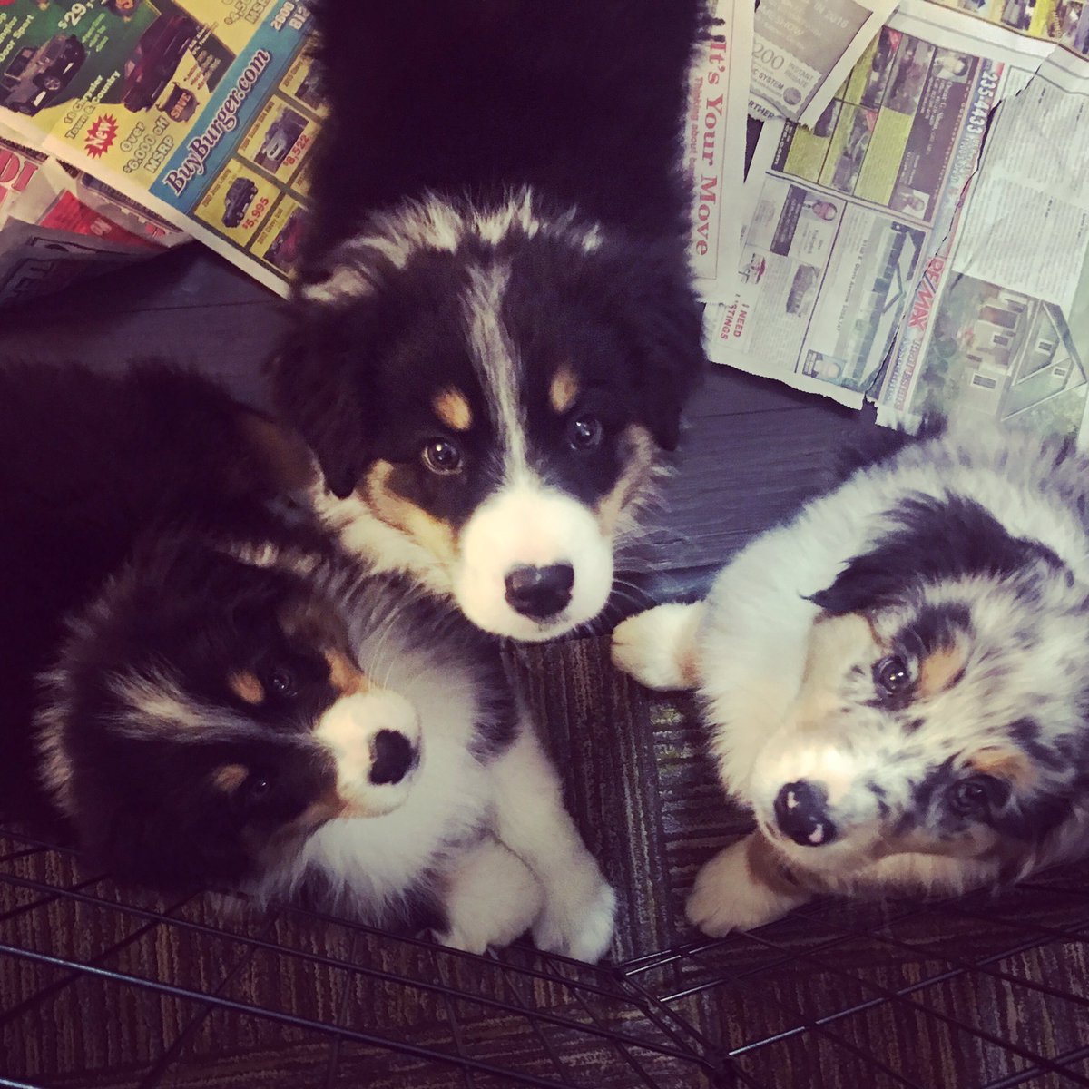maxtheaussie's tweet photo. My #Brothers and I are #squadgoals
#bros #hawtdogs #cutiepie #dogsoftwitter #DogsUnleashed #puppies #baes https://t.co/8hHeBAH1PA