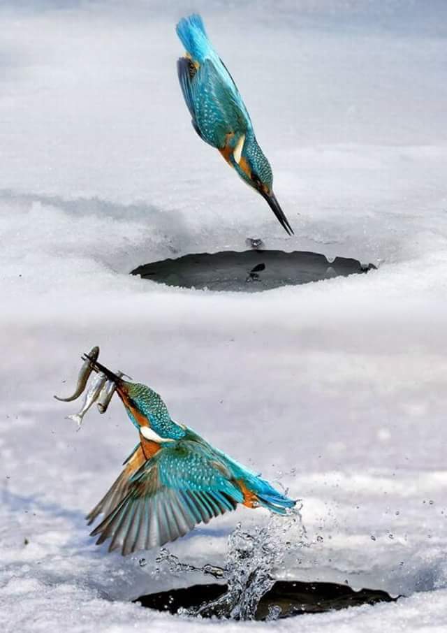 "وما من دابة في الأرض إلا على الله
رزقها ويعلم مستقرها ومستودعها
كل في كتاب مبين"
صباح الساعين للرزق الحلال ..